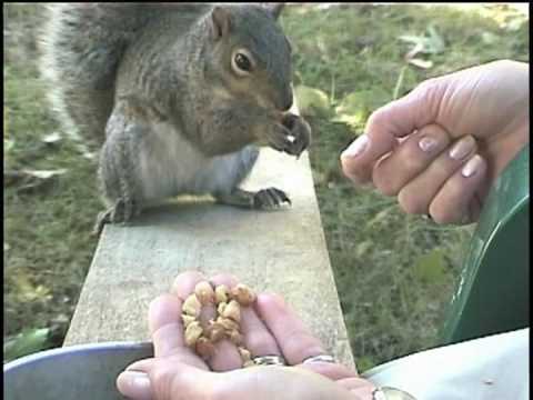 how to get more squirrels in your yard