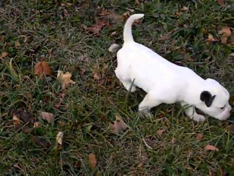 Puppy 6 Male, at 5 weeks old