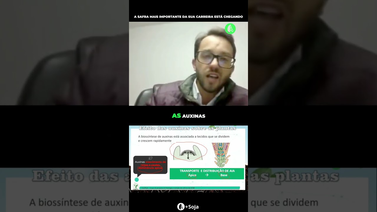 O que é dominância apical? #soja #informacao
