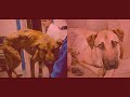 Crueldad animal Crueldad animal