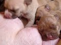 cachorros pit bull desde los primeros dias al mes