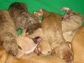 cachorros pit bull desde los primeros dias al mes