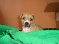 cachorros pit bull desde los primeros dias al mes
