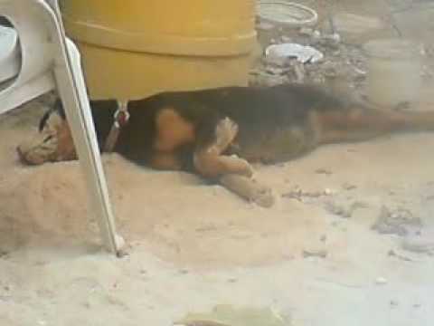 rottwailer