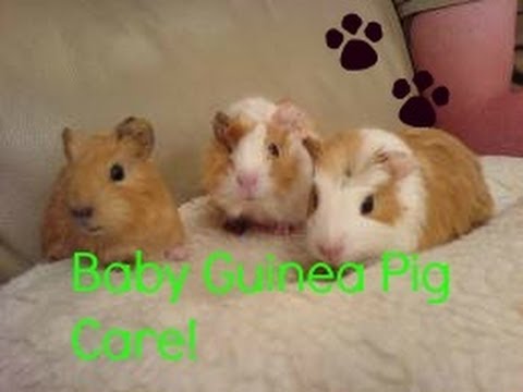 how to care guinea pig babies