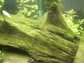 ECOSSISTEMA AQUATICO 