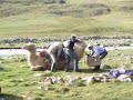 Kamelen opladen (3)