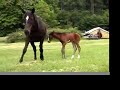 Baby Foal!