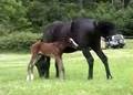 Baby Foal!