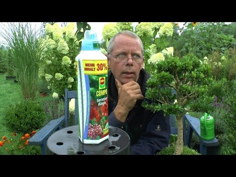 Düngen von Bonsai und Topfpflanzen Teil 1 Compo Geraniendünger