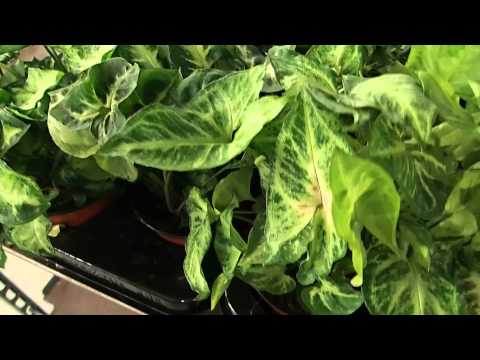 how to grow syngonium