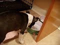 Our new Boston Terrier puppy, Marzipan, eating Our new Boston Terrier puppy, Marzipan, eating