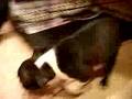 Our new Boston Terrier puppy, Marzipan, eating