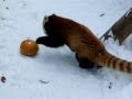 Red Panda Plays With Pumpkin