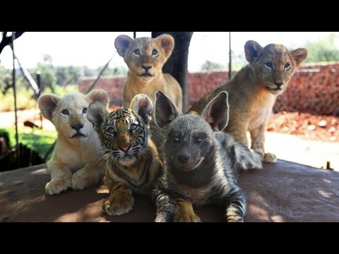 Cuteness - Baby Animals: Baby Lion Cub, Tiger Cub & Hyena Cub Friends Baby Animal Cub Cuteness SUBSCRIBE: http://bit.ly/Oc61Hj FIVE of nature's most fearful animals hav...