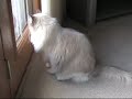 3-month-old-ragdoll-kitten-loses-his-mind-on-leather-ottoman.html