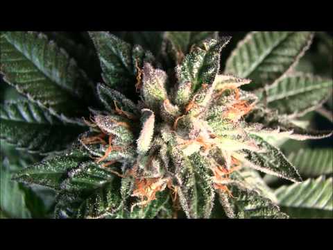 Bubba Kush Pre 98 in Super Soil Bubba Kush Pre 98 in Super Soil