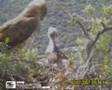 Biancone (Circaetus gallicus)
