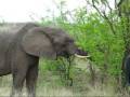 videos de Elephant in  Kruger Park