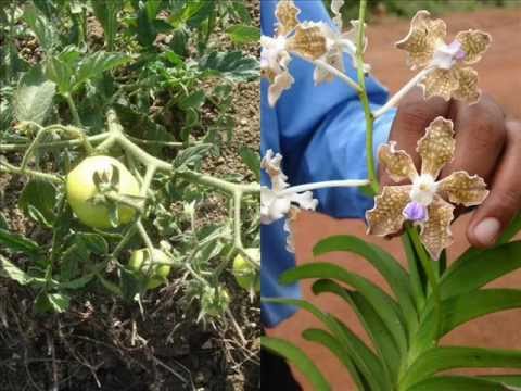 how to cure bhagandar