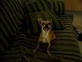 Don Diego Nolen 2 Don Diego Nolen 2