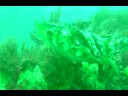 CEP Evreux Erquy seiche en chasse