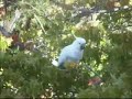 Sulphur-Crested Cockatoo in Canberra