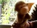 Dancing Monkey/Aapje