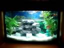 MEU AQUARIO - Diversos (Ciclideos, Ornamentais, Bettas, Guppys e Agulha)
