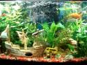 MEU AQUARIO - Diversos (Ciclideos, Ornamentais, Bettas, Guppys e Agulha)\" = 4 Aquarios kkkkkkkk =D MEU AQUARIO - Diversos (Ciclideos, Ornamentais, Bettas, Guppys e Agulha)\" = 4 Aquarios kkkkkkkk =D