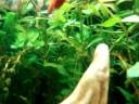 MEU AQUARIO - Diversos (Ciclideos, Ornamentais, Bettas, Guppys e Agulha)