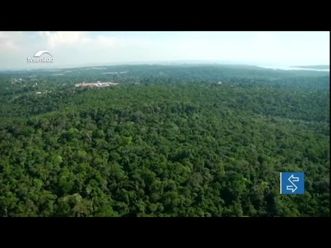 Senadores comentam aumento de 30% do desmatamento na Amazônia