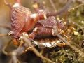 Devil harvestmen predation Devil harvestmen predation