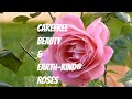 Rose on Wind