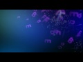 Voeux 2010 Black Stage Prod.flv