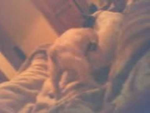 canuto y pancha bulldog frances