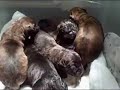 DEXT-ORR BULLMASTIFFS-IZZY\