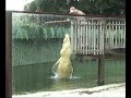 Saltwater crocodile eating