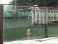 Saltwater crocodile eating