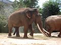 Elephant Love