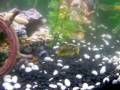 videos de My 46 gallon bow front
