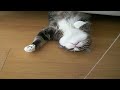 I'm Maru! Megapopularity Japanes Cat Maru&his Step By Step :))