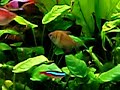 My Tropical Aquarium
