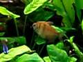 My-Tropical-Aquarium