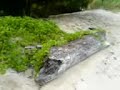 Turtle Island Borneo