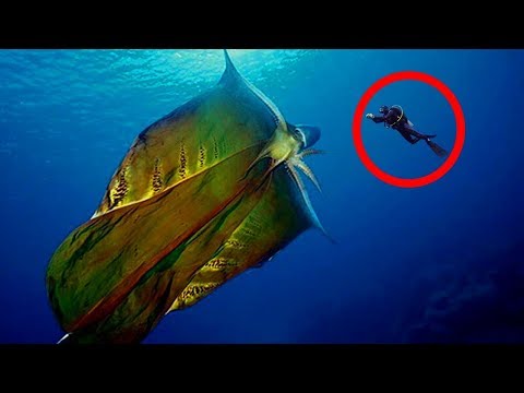 CREEPIEST Things Found In Nature!