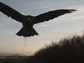 Wind Hawking
