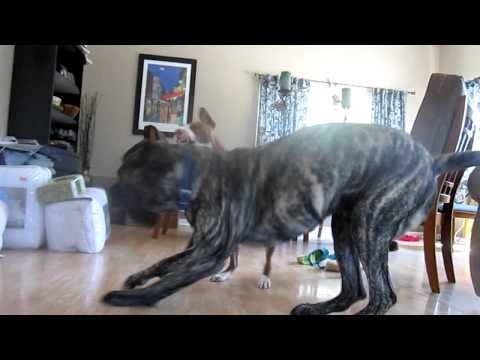mastiff