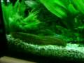 videos de Weatherloach