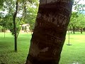 Los pajaritos en Zacapa